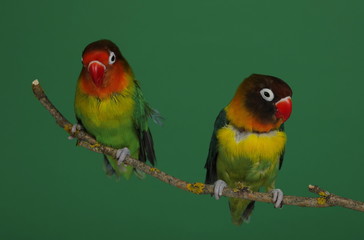 Fototapeta na wymiar Lovebird on branch, green background, Agapornis fischeri (Fischer's Lovebird)