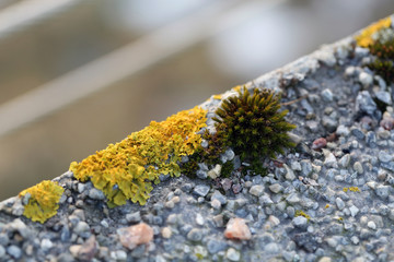Plenty of small golden colored maritime sunburst lichen (xanthoria parietina) with green moss and some small rocks. Closeup / macro image from a walking bridge in Espoo, Finland. Springtime.