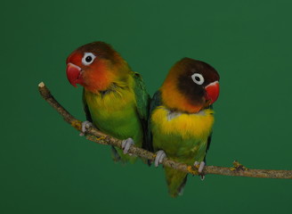 Lovebird on branch, green background, Agapornis fischeri (Fischer's Lovebird)