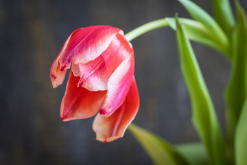 Close up of one red tulip flower for Valentine Day.