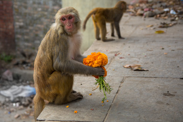 Marigold flower on monkey hand