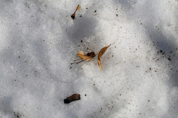 Dry brown leaves and seeds of a tree on a surface of melting snow during early spring. Photographed from above during a sunny day in Finland. Closeup color image.