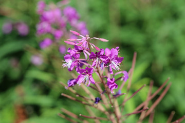 Purple fireweed / rosebay willow herb / giant willow herb / epilobium angustifolium flowers in a closeup. Blooming colorful flowers with soft green background. Photographed in Finland sunny spring day