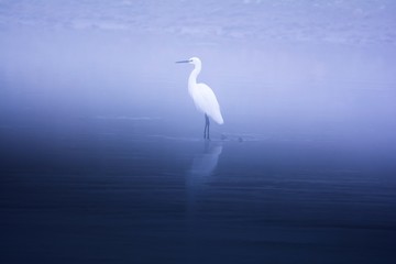 great egret in fog