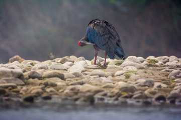 The red-naped ibis