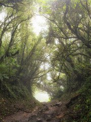Fototapeta premium The Monteverde Cloud Forest Reserve (Reserva Biológica Bosque Nuboso Monteverde) is a Costa Rican reserve located along the Cordillera de Tilarán within the Puntarenas and Alajuela provinces.