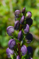 Aconito (Aconitum napellus),primo piano infiorescenza