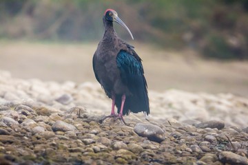 The red-naped ibis