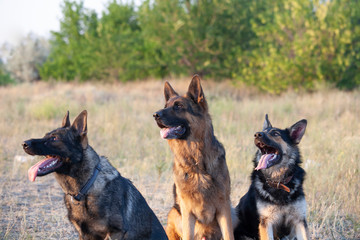 dogs sheepdogs two three summer sit feel hot puppy black spotted