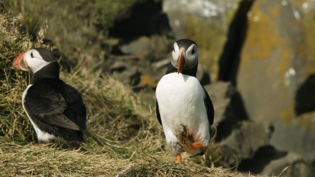 Frailecillos correteando