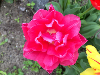 Flower of pink terry tulip in the garden