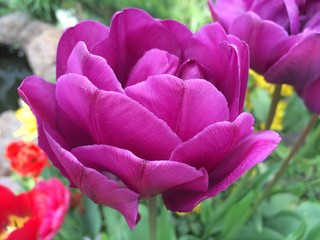 Flower of pink terry tulip in the garden