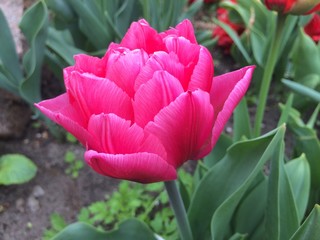 Flower of pink terry tulip in the garden