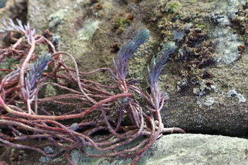 Sukulenten, Steingarten, Mauer