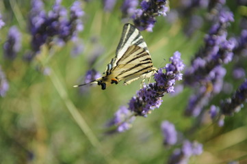lavande et papillon