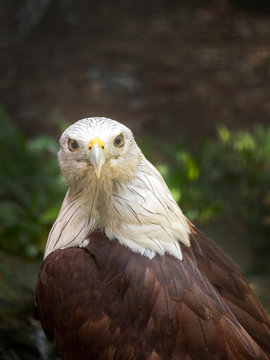 Portrait of an eagle, Indonesia