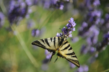 papillon et lavande