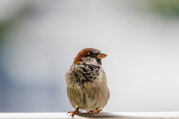 ULSTEINVIK, NORWAY - 2018 AUGUST 09. Young sparrow bird sitting on the balcony