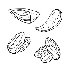 Whole almonds, in a section, in shell. Linear sketch in black. white background, isolation. Stock illustration.