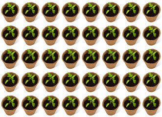 Young tomato plants in a peat pot pattern on a white background