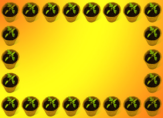 Young tomato plants in a peat pot pattern on a yellow background, minimal creative concept.