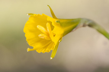 Narcissus bulbocodium hoop petticoat daffodil flower of intense yellow color and trumpet shape that blooms in late winter and early spring although the high temperatures are already in bloom