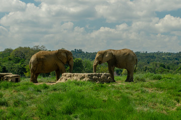 Two elephants drinking from well