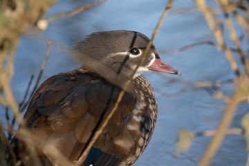 cute duck