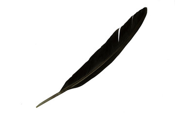 Chicken feathers on a white background