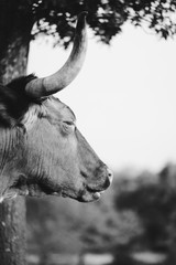 Sleepy Texas Longhorn cow close up in black and white.