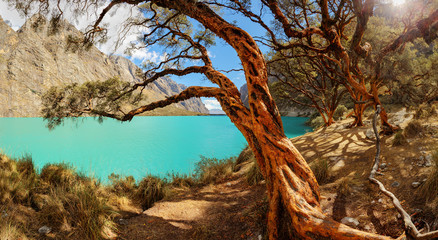 Quenoal trees in the Llanganuco lake, in the white range near Huascaran mountain, in Yungay, Huaraz, Ancash, Peru.