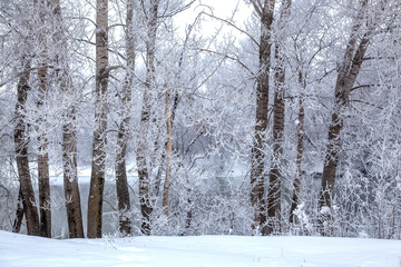 Trees covered with hoarfrost. The interweaving of branches creates a peculiar winter pattern.