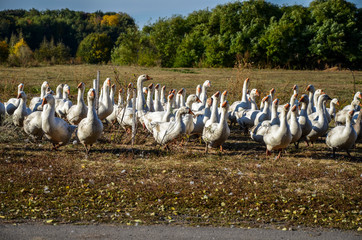 Domestic white geese peck grass on an autumn lawn in the village. Geese often farmed for meat, eggs and down pillow feathers