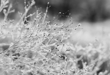 Cold winter frost close up with shallow depth of field, abstract seasonal concept in black and white.