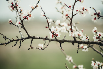 white flowers on a branch
