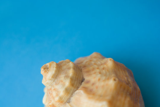 Sea shell on blue background. Closeup view. Selective soft focus