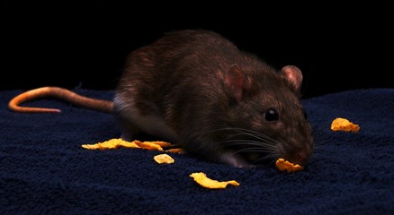 Pet rat with colorful fur around cereal