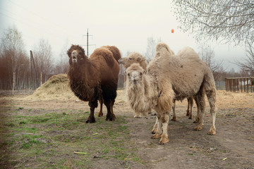 A pair of adult dirty shaggy camels on a farm behind bars.