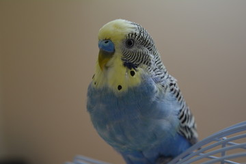 lovebird on white background
