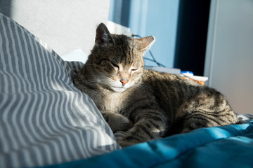Relaxed domestic cat at home, indoor
