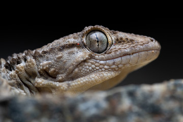 common wall gecko (Tarentola mauritanica) portrait