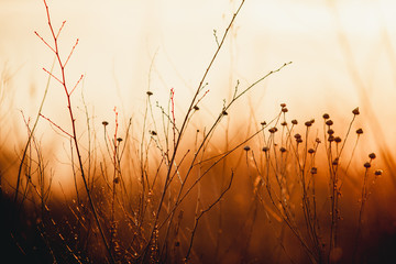 Obraz premium dry grass at sunset yellow background