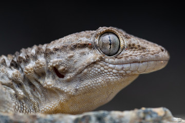common wall gecko (Tarentola mauritanica) portrait