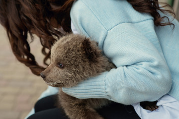 Little cub bear in the hands of a girl. Wildlife Protection.