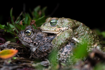 two Natterjack toad (Epidalea calamita) in amplexus reproduction.