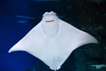 East American stingrays swim in blue water