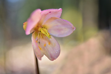 Fototapeta premium Schneerose