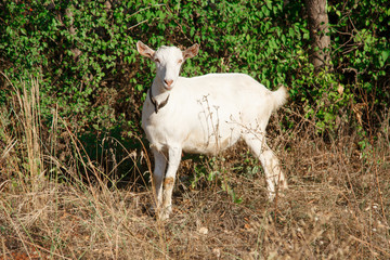White goat that grazes in the yellow grass