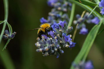 A bee feeding on flowers