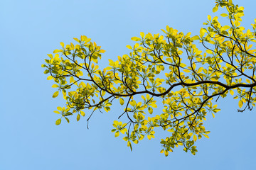 Spring in the month april